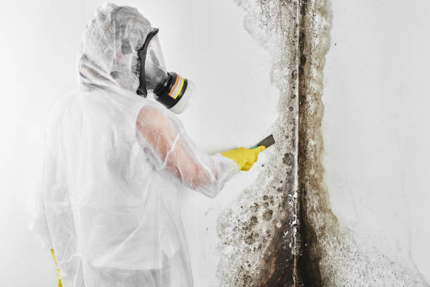 Best Same-Day Mold Removal  in Valley Cottage, NY