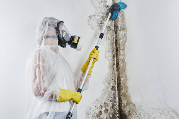 Best Mold Removal and Inspection  in Valley Cottage, NY