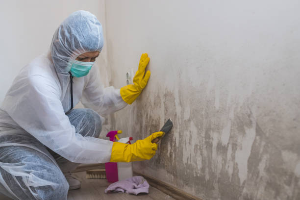 Best Certified Mold Removal  in Valley Cottage, NY