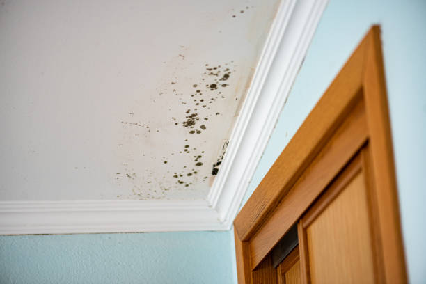 Best Black Mold Removal  in Valley Cottage, NY
