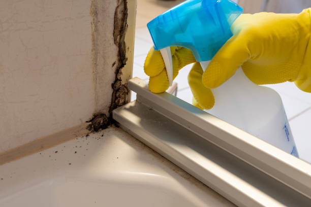 Best Mold Cleaning Services  in Valley Cottage, NY