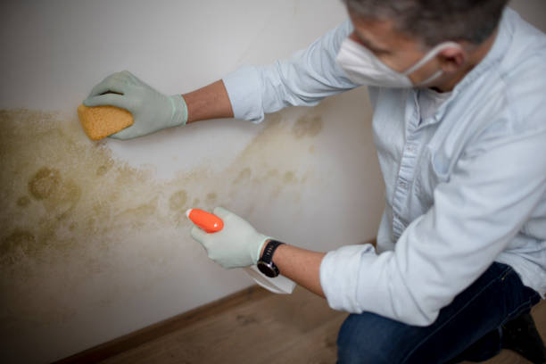 Professional Mold Removal in Valley Cottage, NY