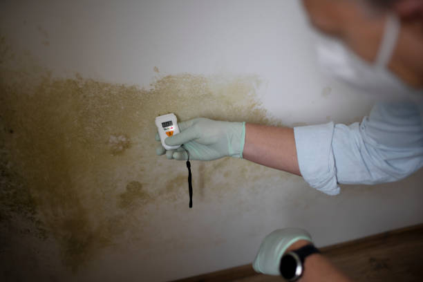 Best Mold Removal Near Me  in Valley Cottage, NY
