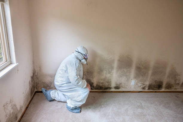 Mold Removal and Inspection in Valley Cottage, NY