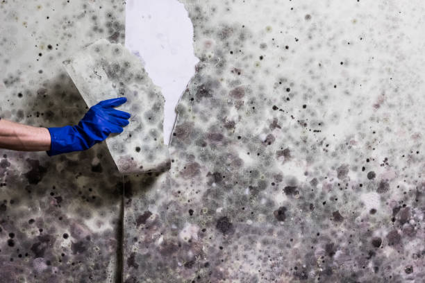 Best Professional Mold Removal  in Valley Cottage, NY
