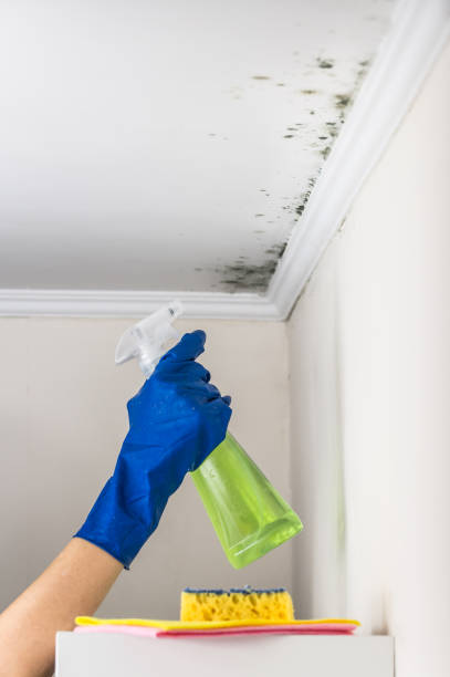 Best Mold Remediation  in Valley Cottage, NY